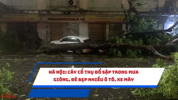 Hà Nội: Cây cổ thụ đổ sập trong mưa giông, đè bẹp nhiều ô tô, xe máy