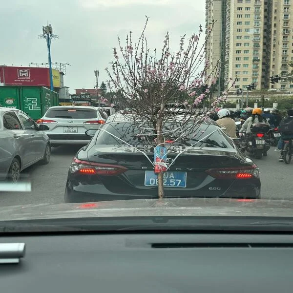 Buộc cành đào che biển số, tài xế xe ‘biển xanh’ bị phạt 23 triệu đồng