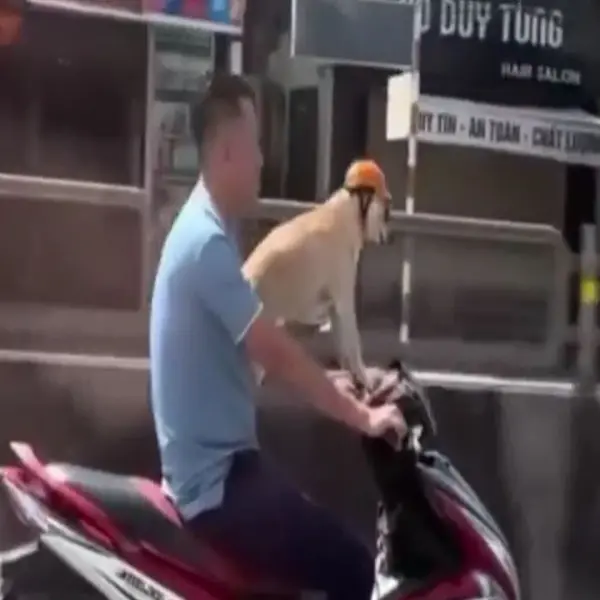 Người đi xe máy để đầu trần, đội mũ cho chó